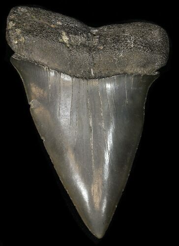 Glossy, Fossil Mako Shark Tooth - Georgia #42268